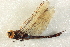  (Rhionaeschna multicolor - BIOUG02811-A02)  @14 [ ] CreativeCommons - Attribution (2012) CBG Photography Group Centre for Biodiversity Genomics