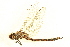  (Rhionaeschna californica - BIOUG02811-A11)  @14 [ ] CreativeCommons - Attribution (2012) CBG Photography Group Centre for Biodiversity Genomics