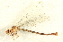  (Argia vivida - BIOUG02811-D02)  @14 [ ] CreativeCommons - Attribution (2012) CBG Photography Group Centre for Biodiversity Genomics