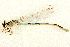  ( - BIOUG02811-E12)  @11 [ ] CreativeCommons - Attribution (2012) CBG Photography Group Centre for Biodiversity Genomics