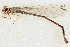  ( - BIOUG02811-F03)  @11 [ ] CreativeCommons - Attribution (2012) CBG Photography Group Centre for Biodiversity Genomics