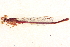  ( - BIOUG02812-B08)  @11 [ ] CreativeCommons - Attribution (2012) CBG Photography Group Centre for Biodiversity Genomics