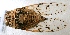  (Proarna bergi - MACN-Bar-Ins-ct 05402)  @11 [ ] Copyright (2015) MACN Museo Argentino de Ciencias Naturales 'Bernardo Rivadavia'
