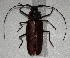  (Enoplocerus - MACN-Bar-Ins-ct 05681)  @11 [ ] Copyright (2015) MACN Museo Argentino de Ciencias Naturales 'Bernardo Rivadavia'
