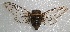  ( - MACN-Bar-Ins-ct 05717)  @11 [ ] Copyright (2015) MACN Museo Argentino de Ciencias Naturales 'Bernardo Rivadavia'