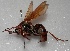  (Tachypompilus erubescens - MACN-Bar-Ins-ct 05778)  @11 [ ] Copyright (2015) MACN Museo Argentino de Ciencias Naturales 'Bernardo Rivadavia'