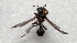  (Polybia scutellaris - MACN-Bar-Ins-ct 05819)  @11 [ ] Copyright (2015) MACN Museo Argentino de Ciencias Naturales 'Bernardo Rivadavia'