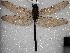  (Rhionaeschna vigintipunctata - MACN-Bar-Ins-ct 05884)  @11 [ ] Copyright (2015) MACN Museo Argentino de Ciencias Naturales 'Bernardo Rivadavia'