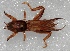  (Scapteriscus - MACN-Bar-Ins-ct 06316)  @11 [ ] Copyright (2015) MACN Museo Argentino de Ciencias Naturales 'Bernardo Rivadavia'