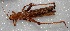  ( - MACN-Bar-Ins-ct 06317)  @11 [ ] Copyright (2015) MACN Museo Argentino de Ciencias Naturales 'Bernardo Rivadavia'