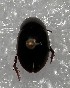  (Tropisternus mergus - MACN-Bar-Ins-ct 06546)  @11 [ ] Copyright (2015) MACN Museo Argentino de Ciencias Naturales 'Bernardo Rivadavia'