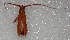  ( - MACN-Bar-Ins-ct 06592)  @11 [ ] Copyright (2015) MACN Museo Argentino de Ciencias Naturales 'Bernardo Rivadavia'