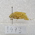  ( - MACN-Bar-Ins-ct-09473)  @11 [ ] Copyright (2024) MACN Museo Argentino de Ciencias Naturales "Bernardino Rivadavia"