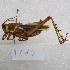  (Staleochlora - MACN-Bar-Ins-ct-09510)  @11 [ ] Copyright (2024) MACN Museo Argentino de Ciencias Naturales "Bernardino Rivadavia"