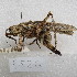  (Pleminiini - MACN-Bar-Ins-ct-09526)  @11 [ ] Copyright (2024) MACN Museo Argentino de Ciencias Naturales "Bernardino Rivadavia"