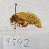  ( - MACN-Bar-Ins-ct-09542)  @11 [ ] Copyright (2024) MACN Museo Argentino de Ciencias Naturales "Bernardino Rivadavia"
