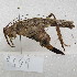  ( - MACN-Bar-Ins-ct-09549)  @11 [ ] Copyright (2024) MACN Museo Argentino de Ciencias Naturales "Bernardino Rivadavia"