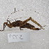  (Dasyscelus - MACN-Bar-Ins-ct-09552)  @11 [ ] Copyright (2024) MACN Museo Argentino de Ciencias Naturales "Bernardino Rivadavia"