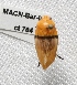  ( - MACN-Bar-Ins-ct 00704)  @13 [ ] Copyright (2011) MACN Museo Argentino de Ciencias Naturales "Bernardino Rivadavia"