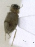  (Berosus minimus - MACN-Bar-Ins-ct 05304)  @11 [ ] Copyright (2014) MACN Museo Argentino de Ciencias Naturales 'Bernardo Rivadavia'