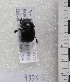  ( - MACN-Bar-Ins-ct 09335)  @11 [ ] Copyright (2023) MACN Museo Argentino de Ciencias Naturales "Bernardino Rivadavia"
