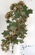  (Acer buergerianum - BS0187)  @13 [ ] CreativeCommons - Attribution Non-Commercial Share-Alike (2012) Mamadi Theresa Sethusa University of Johannesburg