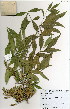  ( - BS0213)  @11 [ ] CreativeCommons - Attribution Non-Commercial Share-Alike (2012) Mamadi Theresa Sethusa University of Johannesburg
