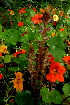  ( - C-L_R-0066)  @11 [ ] CreativeCommons - Attribution Non-Commercial Share-Alike (2012) Mamadi Theresa Sethusa University of Johannesburg