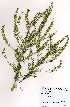  (Lepidium bonariense - GsNv010)  @11 [ ] CreativeCommons - Attribution Non-Commercial Share-Alike (2012) Mamadi Theresa Sethusa University of Johannesburg