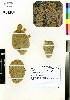  ( - JSB-0457)  @11 [ ] CreativeCommons - Attribution Non-Commercial Share-Alike (2012) Mamadi Theresa Sethusa University of Johannesburg