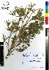  ( - JSB-0569)  @11 [ ] CreativeCommons - Attribution Non-Commercial Share-Alike (2012) Mamadi Theresa Sethusa University of Johannesburg