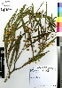  ( - JSB-0577)  @11 [ ] CreativeCommons - Attribution Non-Commercial Share-Alike (2012) Mamadi Theresa Sethusa University of Johannesburg