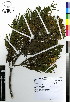 ( - JSB-0599)  @11 [ ] CreativeCommons - Attribution Non-Commercial Share-Alike (2012) Mamadi Theresa Sethusa University of Johannesburg