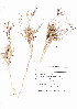  (Cynodon transvaalensis - KK-0092)  @11 [ ] CreativeCommons - Attribution Non-Commercial Share-Alike (2012) Mamadi Theresa Sethusa University of Johannesburg