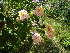  ( - LH-0001)  @11 [ ] CreativeCommons - Attribution Non-Commercial Share-Alike (2012) Mamadi Theresa Sethusa University of Johannesburg