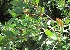  (Leptospermum laevigatum - MEK168)  @11 [ ] CreativeCommons - Attribution Non-Commercial Share-Alike (2012) Mamadi Theresa Sethusa University of Johannesburg