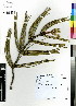  ( - MEK013)  @13 [ ] CreativeCommons - Attribution Non-Commercial Share-Alike (2012) Mamadi Theresa Sethusa University of Johannesburg