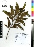  (Acacia melanoxylon - MEK020)  @15 [ ] CreativeCommons - Attribution Non-Commercial Share-Alike (2012) Mamadi Theresa Sethusa University of Johannesburg