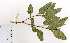  (Eucalyptus cladocalyx - MEK179)  @11 [ ] No Rights Reserved  Unspecified Unspecified