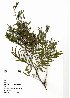  (Acacia dealbata - MEKH 24)  @14 [ ] CreativeCommons - Attribution Non-Commercial Share-Alike (2012) Mamadi Theresa Sethusa University of Johannesburg