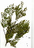  (Acacia decurrens - MEKH 40)  @15 [ ] CreativeCommons - Attribution Non-Commercial Share-Alike (2012) Mamadi Theresa Sethusa University of Johannesburg