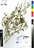  ( - MTJ-0029)  @11 [ ] CreativeCommons - Attribution Non-Commercial Share-Alike (2012) Mamadi Theresa Sethusa University of Johannesburg