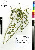 ( - MTJ-0042)  @11 [ ] CreativeCommons - Attribution Non-Commercial Share-Alike (2012) Mamadi Theresa Sethusa University of Johannesburg