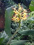  (Hedychium gardnerianum - MvdB0060)  @11 [ ] No Rights Reserved  Unspecified Unspecified