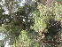  (Casuarina cuninghaniana - PPRI-0092)  @11 [ ] CreativeCommons - Attribution Non-Commercial Share-Alike (2012) Mamadi Theresa Sethusa University of Johannesburg