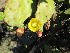  (Opuntia monacantha - PPRI-0132)  @11 [ ] CreativeCommons - Attribution Non-Commercial Share-Alike (2012) Mamadi Theresa Sethusa University of Johannesburg