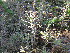  (Kalanchoe - PPRI-0134)  @11 [ ] CreativeCommons - Attribution Non-Commercial Share-Alike (2012) Mamadi Theresa Sethusa University of Johannesburg