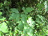  (Cardiospermum grandiflorum - PPRI-0173)  @12 [ ] CreativeCommons - Attribution Non-Commercial Share-Alike (2012) Mamadi Theresa Sethusa University of Johannesburg