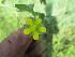 (Potentilla - PPRI-0175)  @11 [ ] CreativeCommons - Attribution Non-Commercial Share-Alike (2012) Mamadi Theresa Sethusa University of Johannesburg