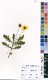  (Euryops chrysanthemoides - R_0030)  @11 [ ] No Rights Reserved  Unspecified Unspecified